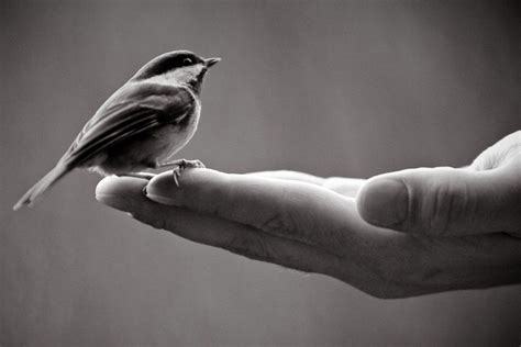Bird in the Hand .